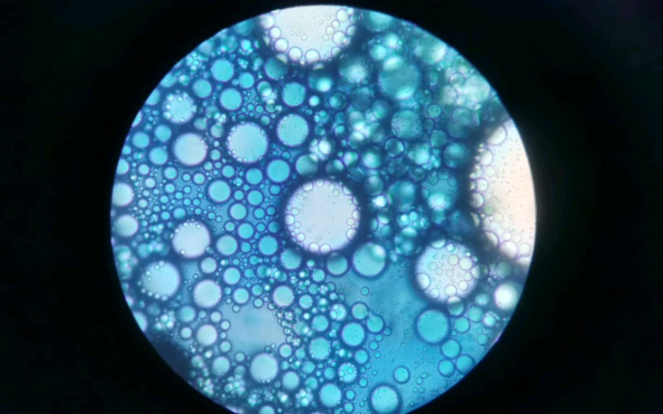 显微镜下观察的图片