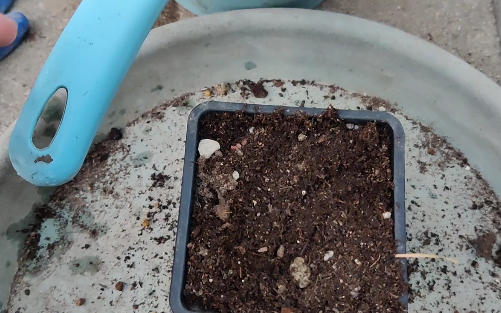 突然翻出去年中奖的兔尾草种子,赶紧种上.