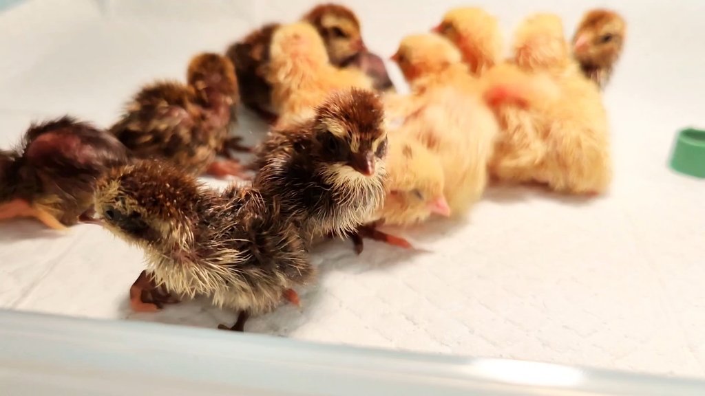 熊猫鹌鹑出壳了,10号孵16号出壳,20个蛋出壳14只,其中熊猫鹌鹑6只,白