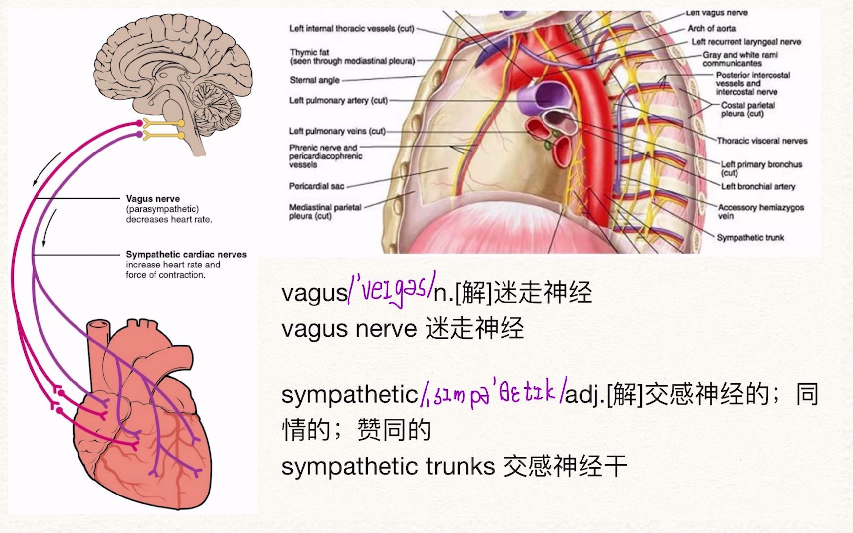 【医学英语+解剖】每天3分钟心脏的神经—迷走神经、交感神经干哔哩哔哩bilibili