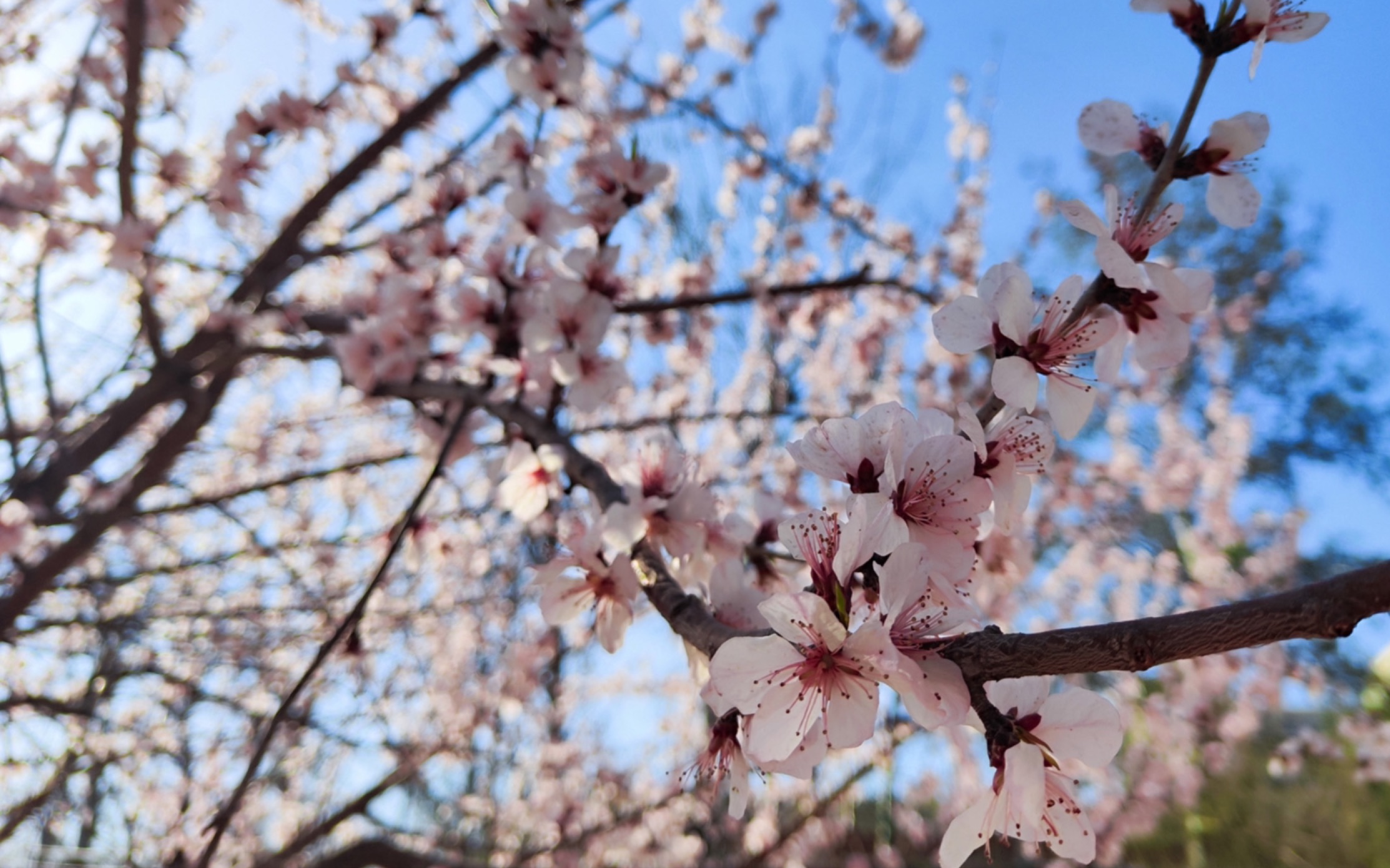 【一些照片】春天一定要去拍桃花!