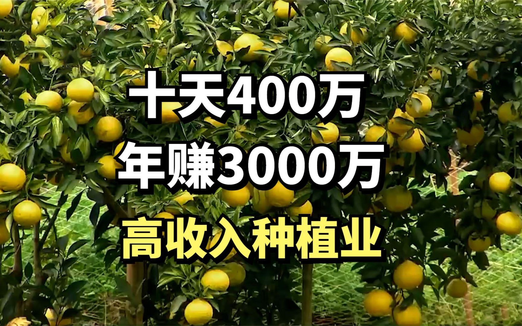 [图]侗族姑娘的酸甜财富，十天400万，年赚3000万，她是怎么做到的？