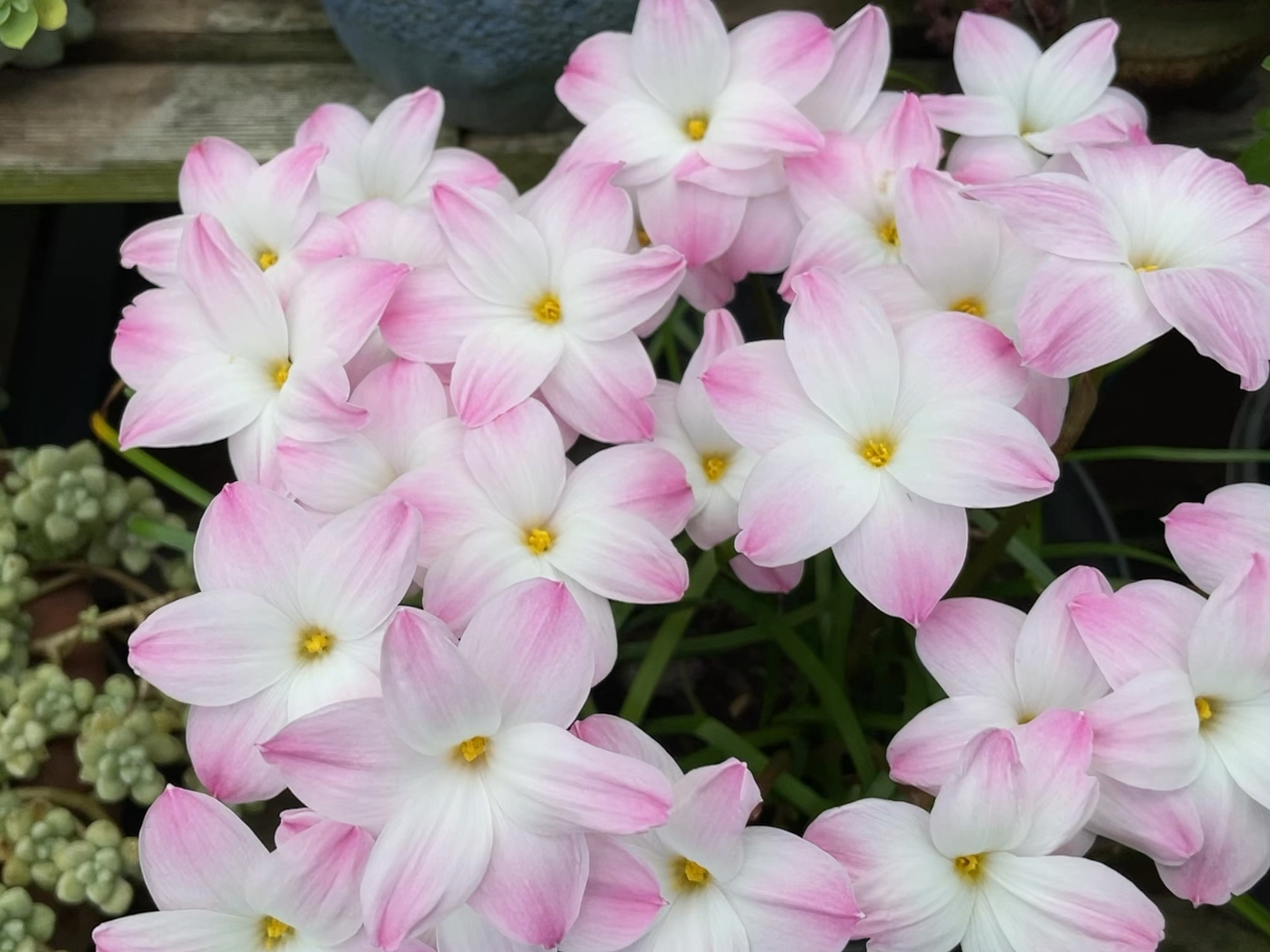 风雨兰胖丽丽开花了!确实好看,难怪那么多人喜欢!