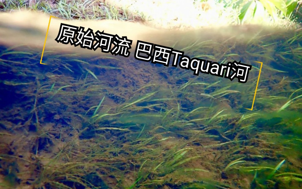 【热带鱼】热带鱼故乡之一 巴西 Taquari河哔哩哔哩bilibili