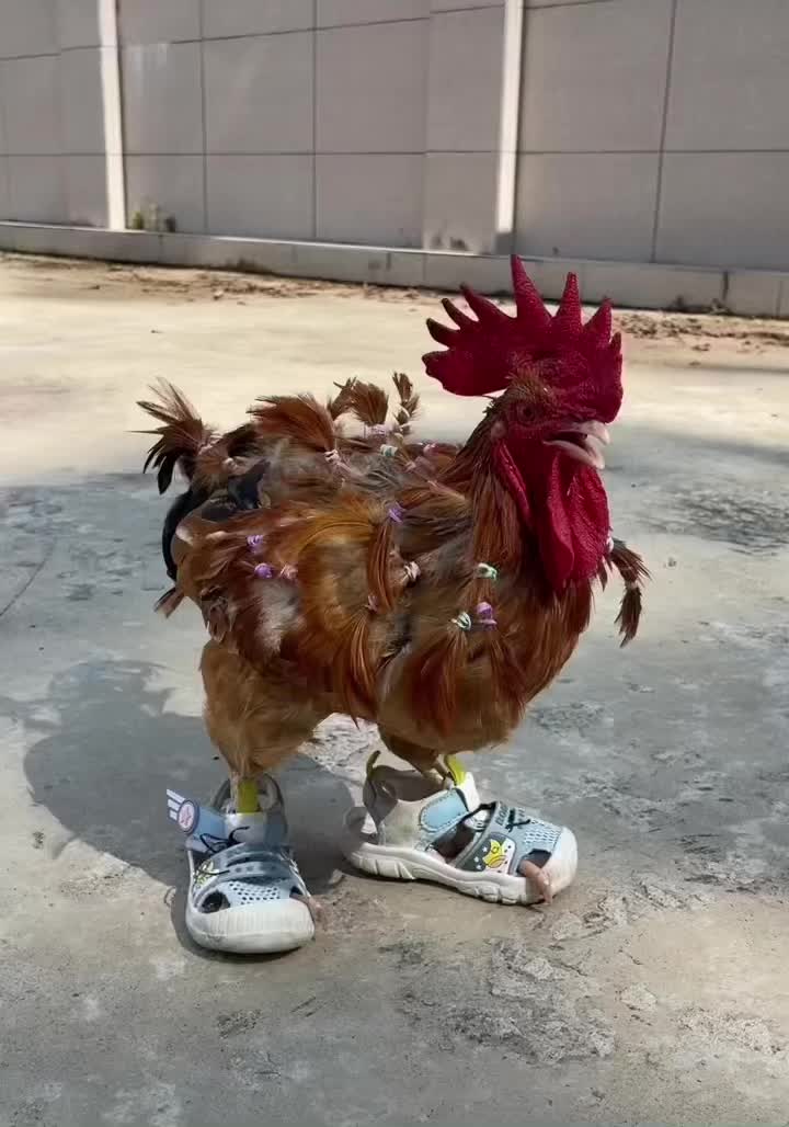 哈哈哈 本来没笑 9809 那一滑没忍住09 视频来源 王康