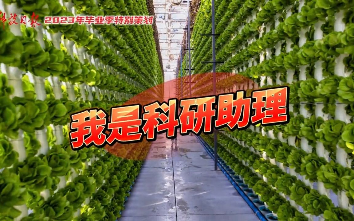 科研助理高宇:与棉花害虫“作斗争”哔哩哔哩bilibili