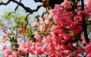 冬海棠 搜索结果 哔哩哔哩 Bilibili