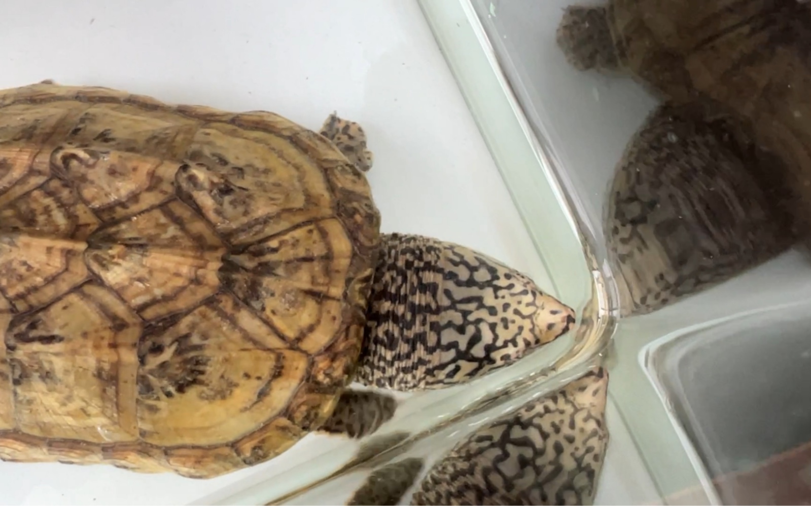 顶级反纹墨西哥蛋龟,1377母,背甲真菌,901650