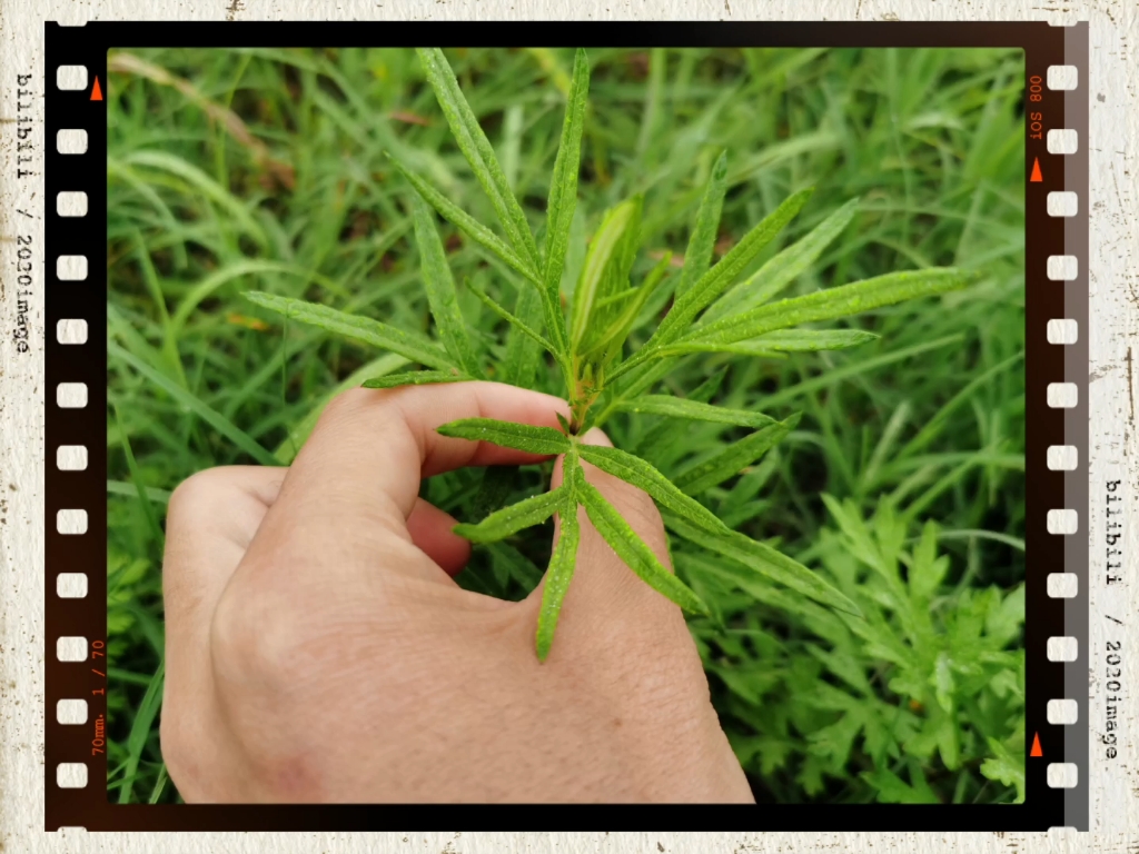 [图]水蒿？紫茎小叶艾？蒿子？艾草？蕲艾？看完这个，你就秒懂了！1/2/3号很多地方把它当做艾草，有的说成紫茎小叶艾，没在农村呆过的人是很容易被人带偏的