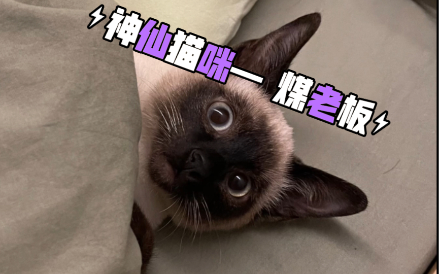 【暹罗猫】暹罗猫真是神仙猫咪!太让我心动了!哔哩哔哩bilibili