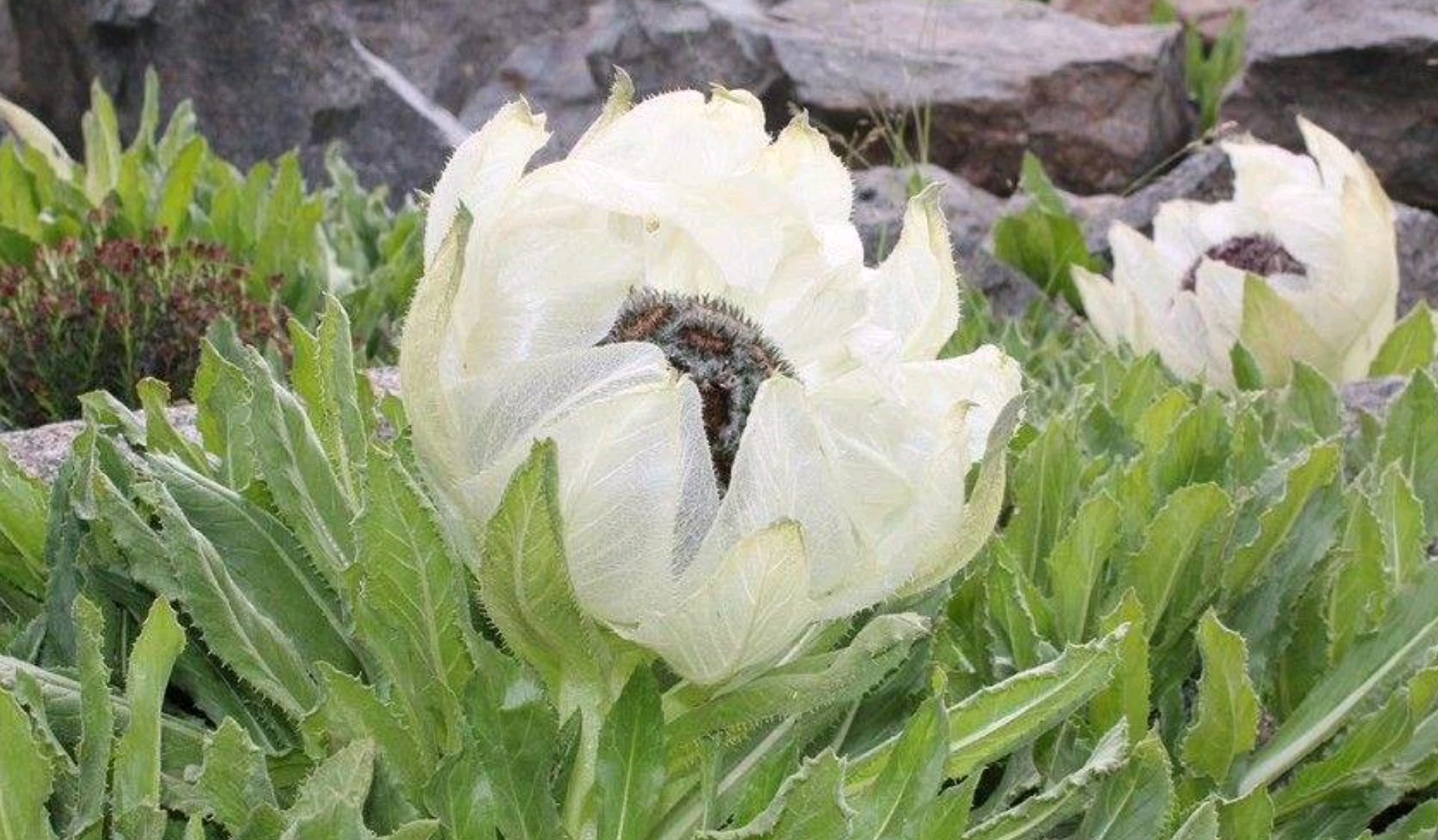 [图]花中的熊猫，天山雪莲花