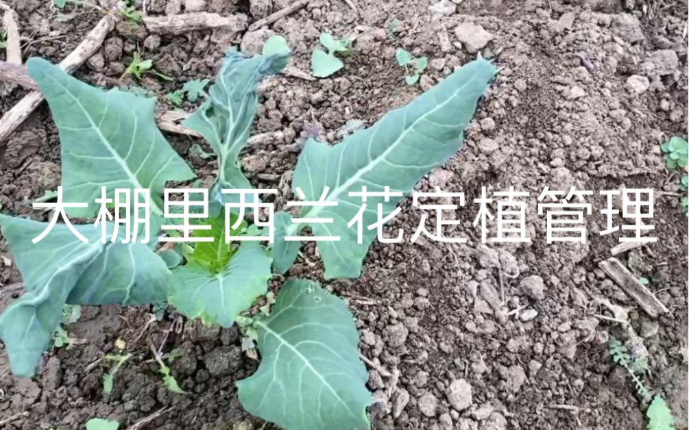 大棚里西兰花定植管理哔哩哔哩bilibili