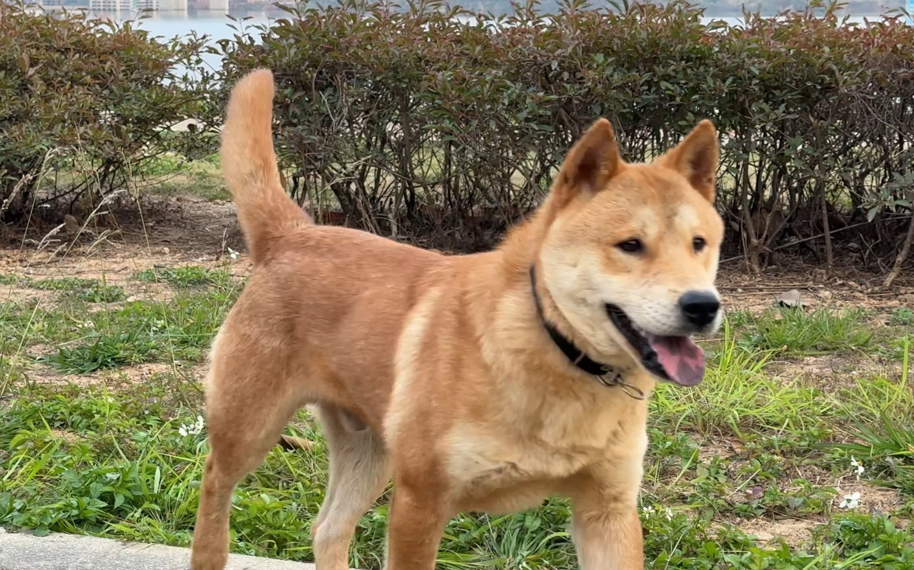 从小被人嫌丑的小黄狗,努力活成颜值炸裂的样子!