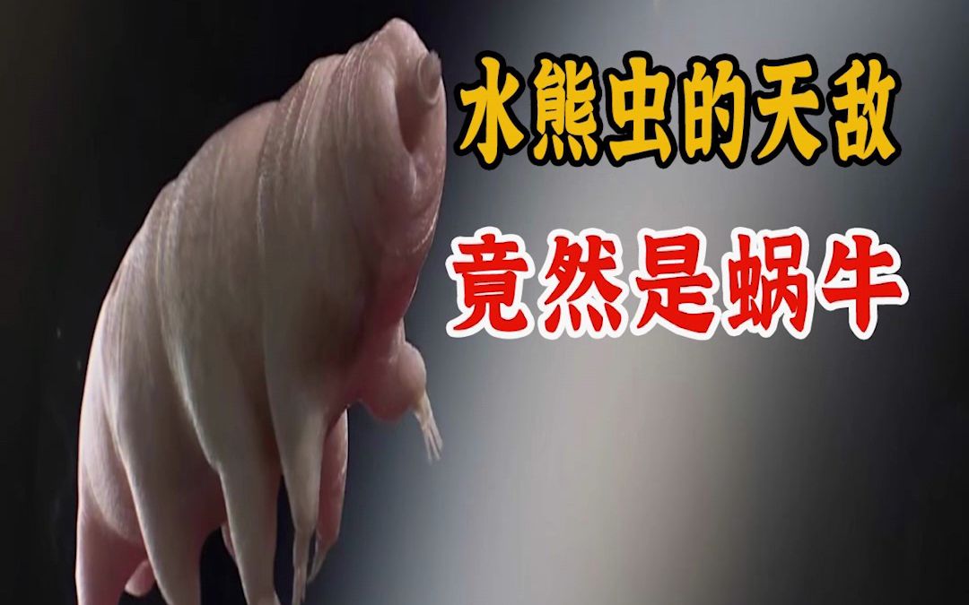 地表最强的水熊虫,竟然被蜗牛轻松杀死!它怎么做到的?