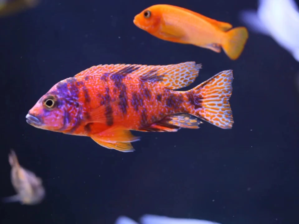 三湖慈鲷 a属孔雀 ob孔雀