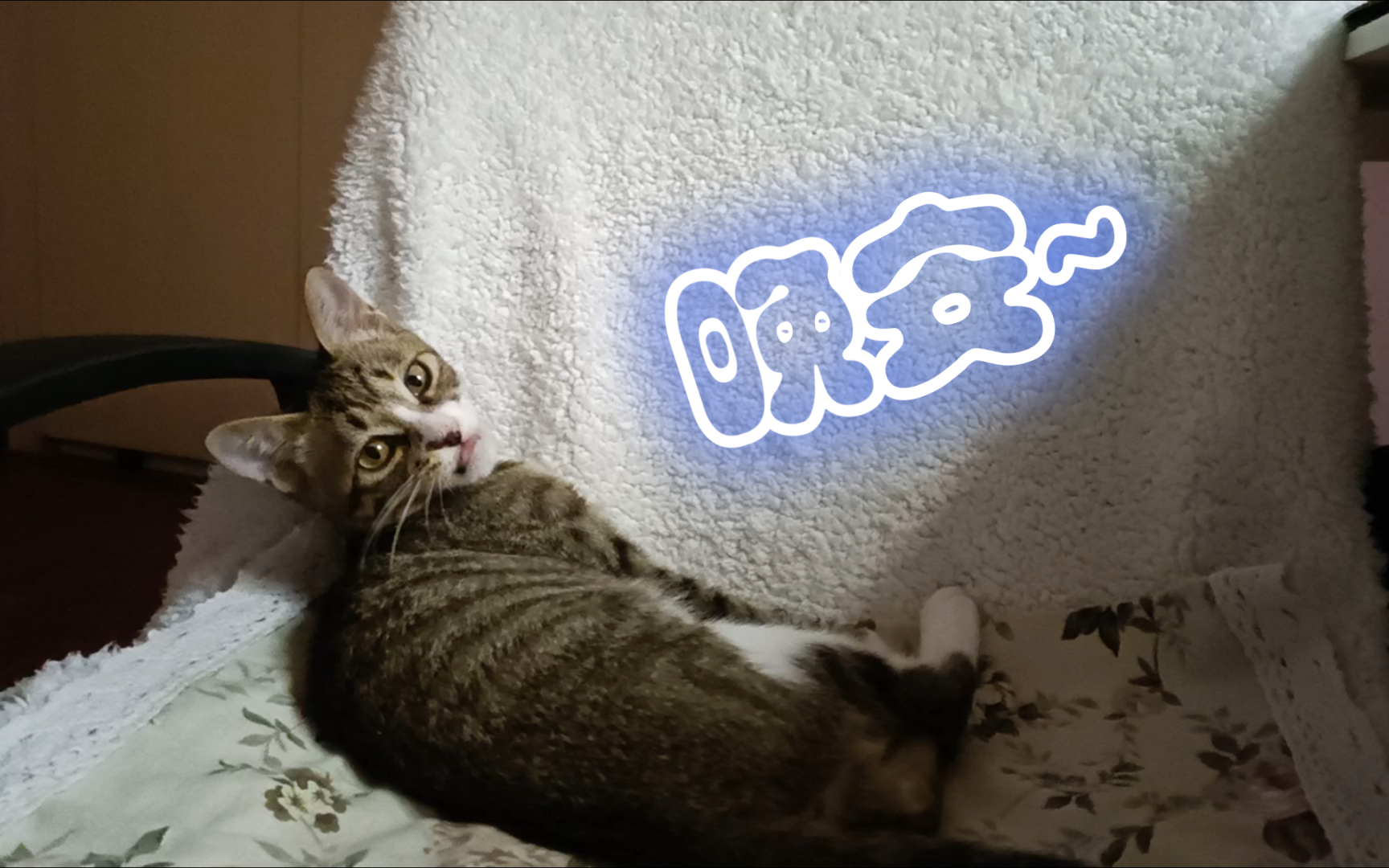 猫猫说晚安啦