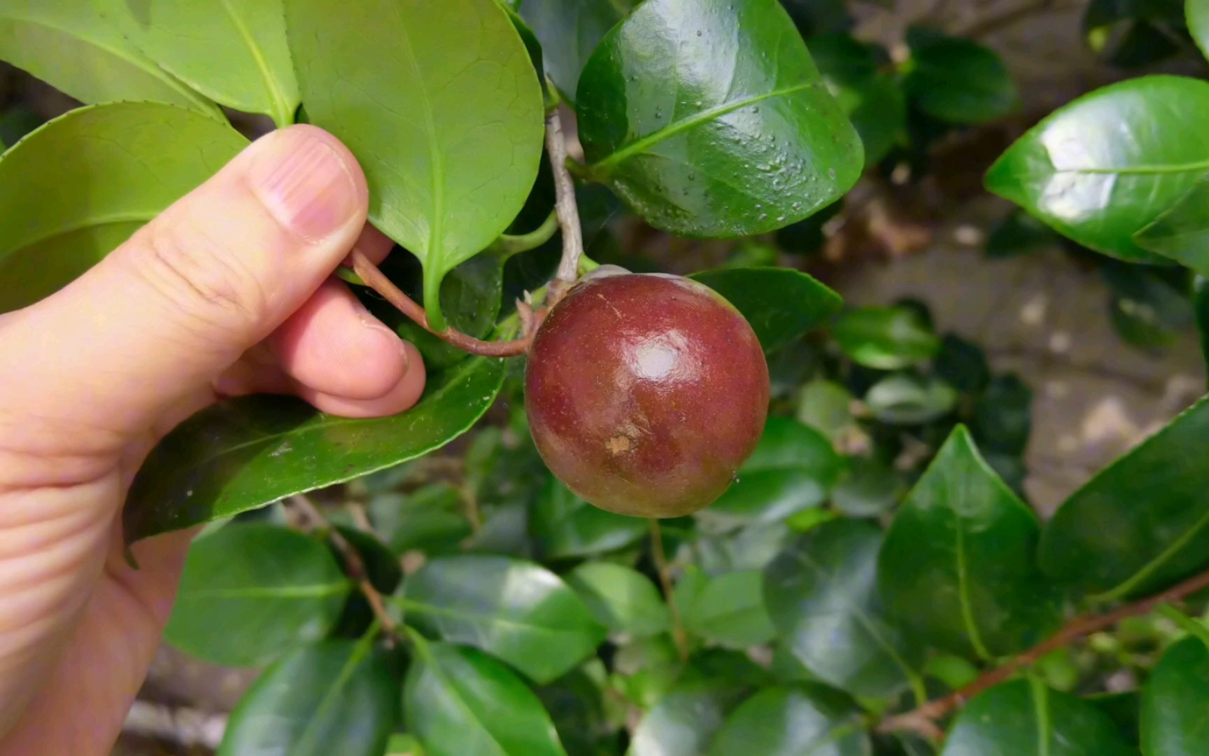 山茶花结果,子可榨,茶籽油哔哩哔哩bilibili