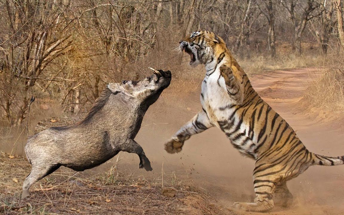 300斤老虎捕杀400斤野猪,谁会是最后的赢家?镜头记录精彩一幕!