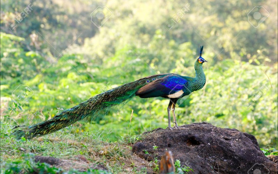 [图]【Pavo muticus】雄性绿孔雀开屏求偶