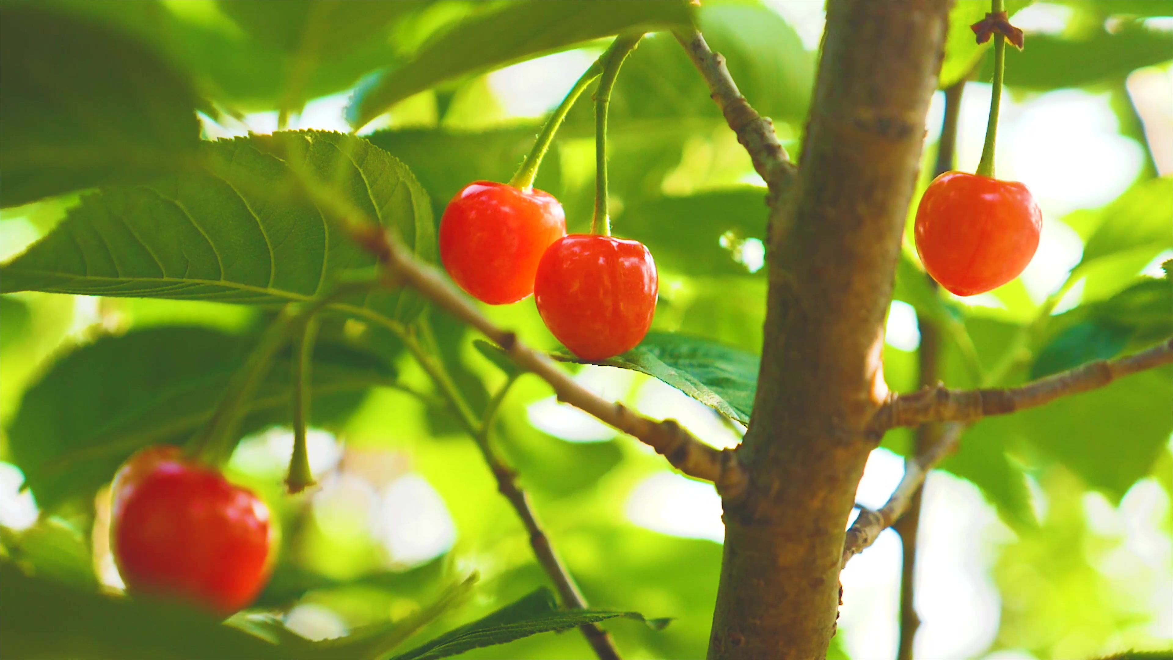 【4k】高清果园摄影001 (7)