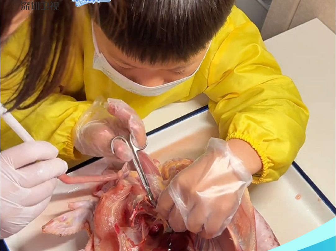 小孩哥熟练解剖动物内脏 网友:孟婆汤掺水了