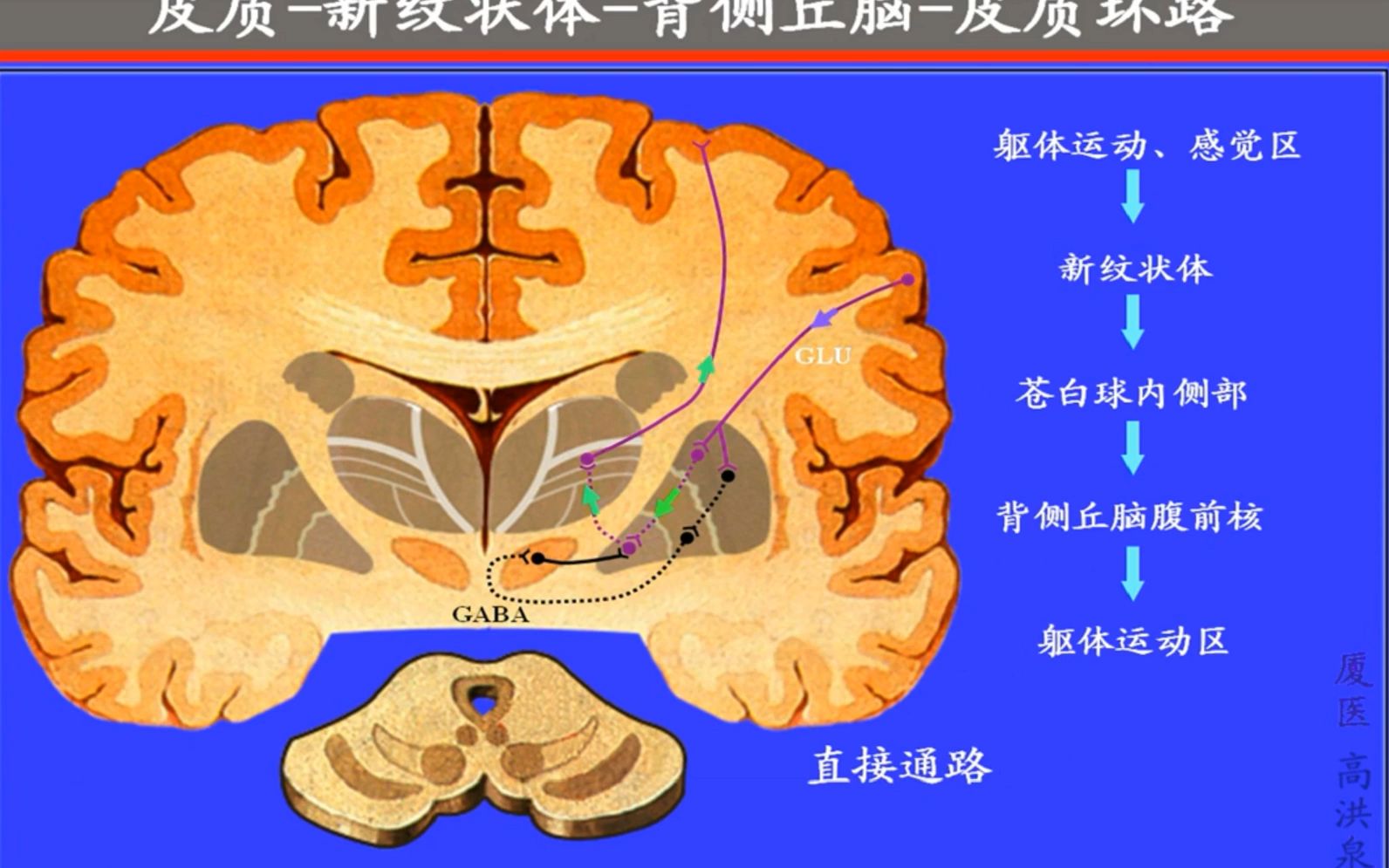 脑部基底节位置图图片