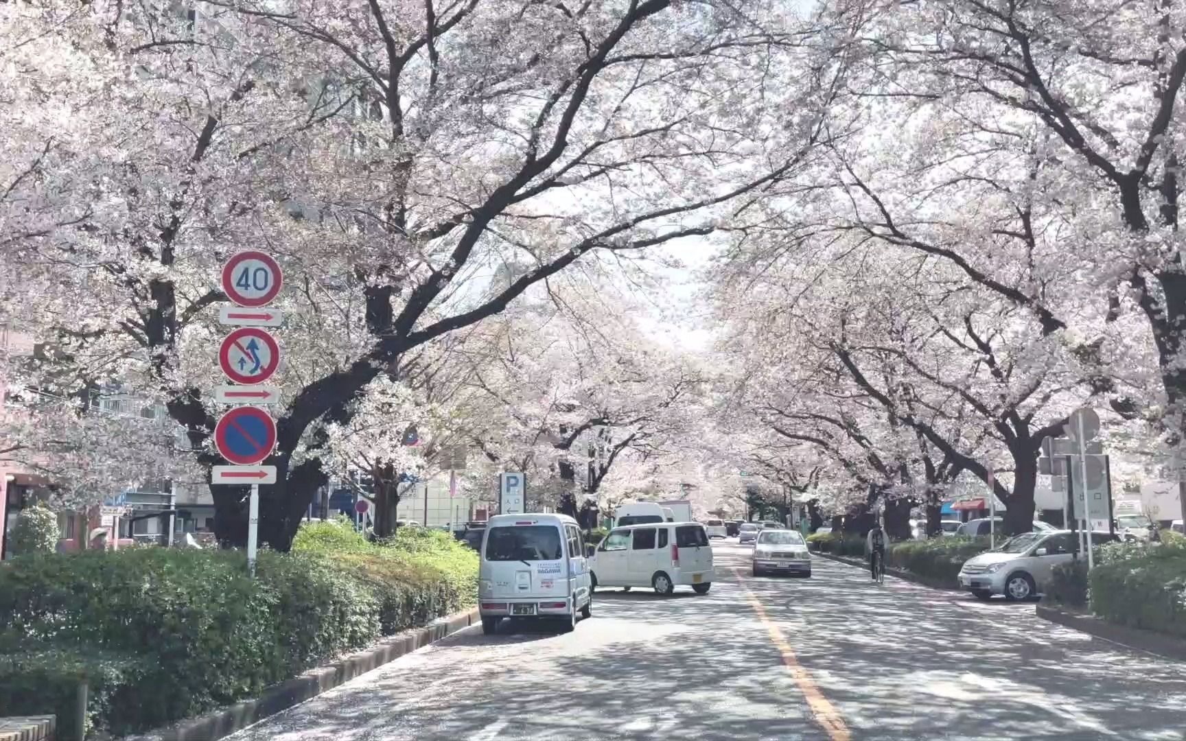 记录日本2021樱花满开的样子/小众看樱花的美丽街道