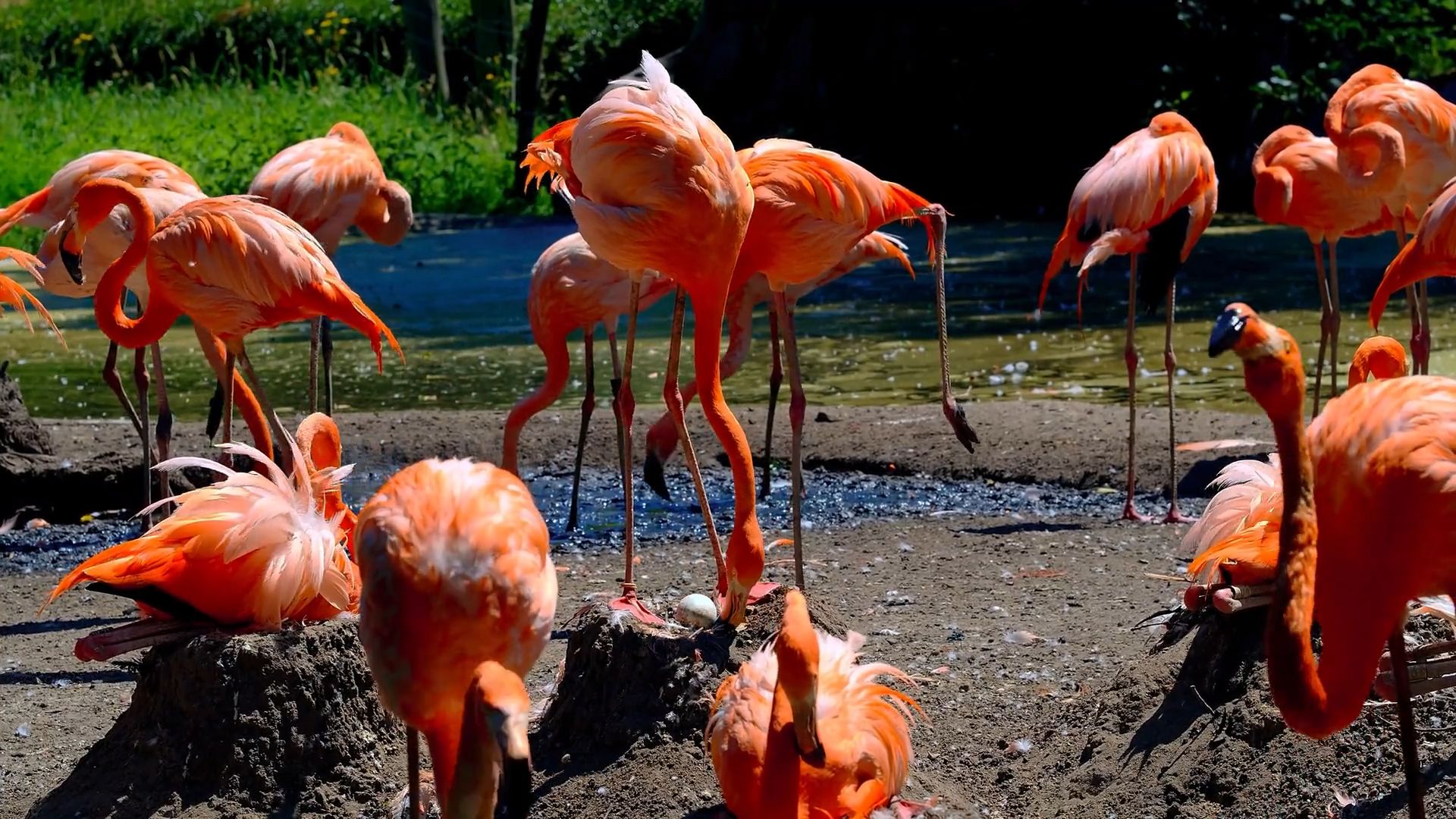 男子酒后嫌鸟太吵像在嘲笑他,拿木棍打死10余只火烈鸟