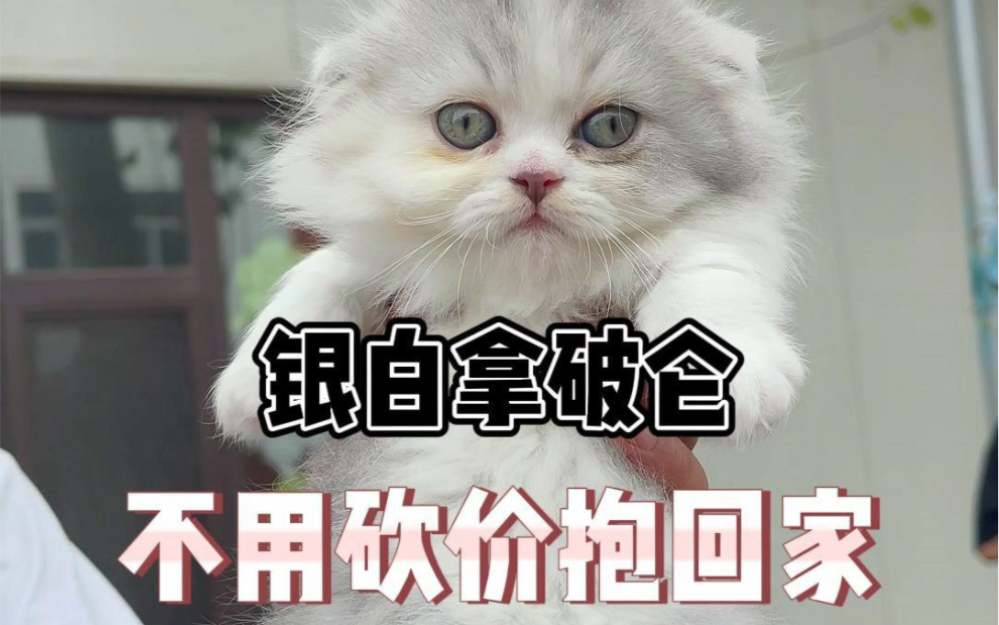 不砍价 猫咪真不错