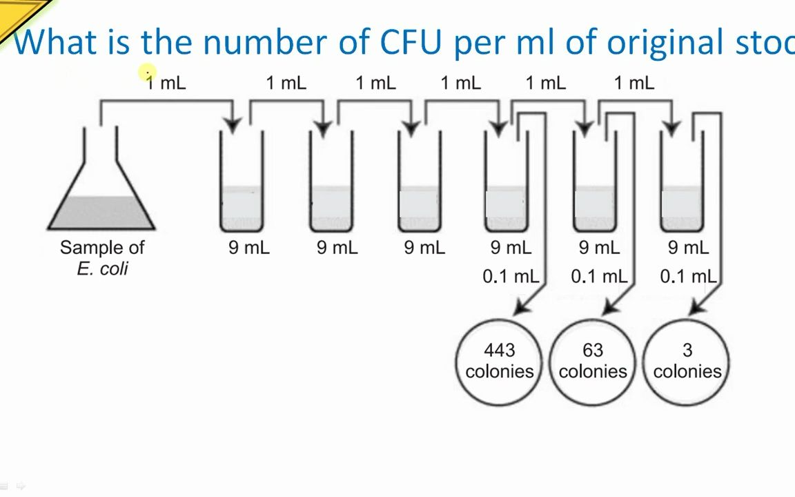 How To Calculate CFU Per Ml Of Bacterial how-to-calculate-cfu-per-ml-of-bacterial