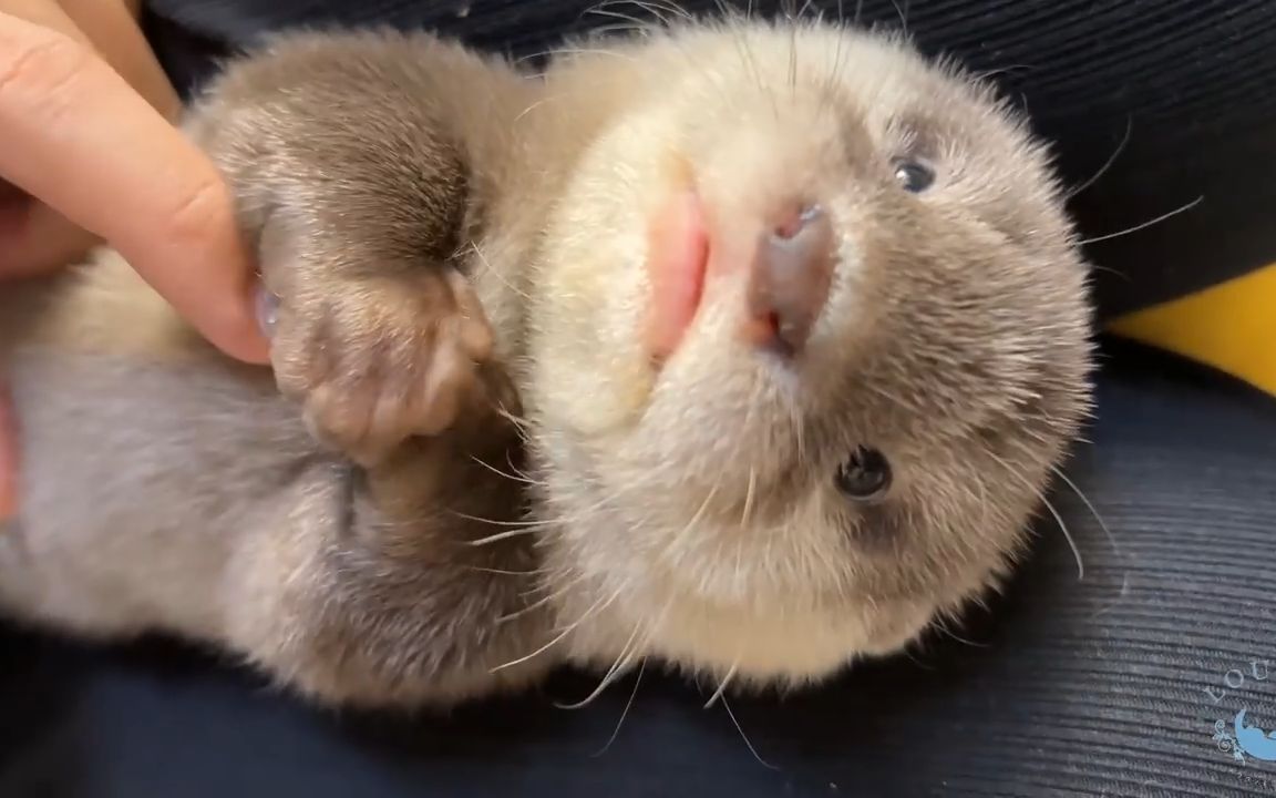 水獭宝宝.Baby Otter Looks Like a Human Baby哔哩哔哩bilibili