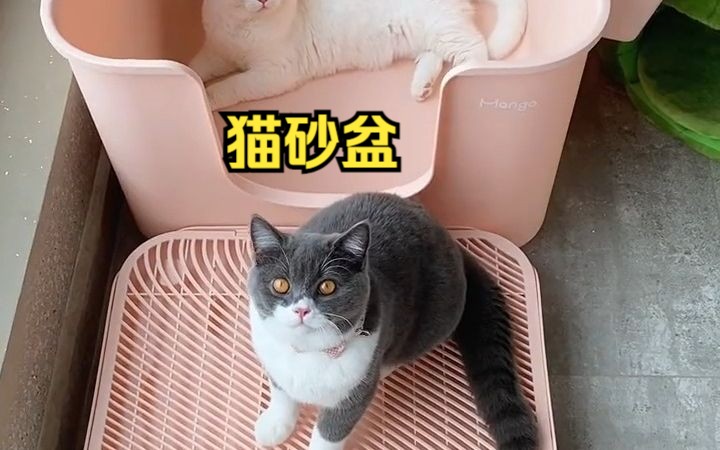 高颜值的猫砂盆看着就让人赏心悦目,猫砂盆就要一步到位,这款猫砂盆空间大颜值还高.哔哩哔哩bilibili