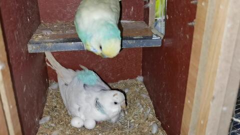 大头鹦鹉孵化成功了 亲鸟小两口精心喂养宝宝 真暖心 哔哩哔哩 Bilibili 大头鹦鹉孵化成功了 亲鸟小两口精心喂养宝宝 真暖心 哔哩哔哩 Bilibili