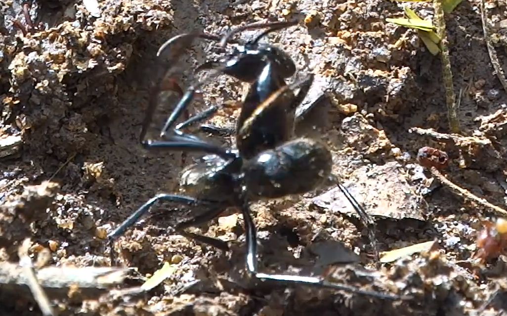 蚂蚁大战世界上最大的蚂蚁互殴巨猎猛蚁恐猛蚁斗蚁