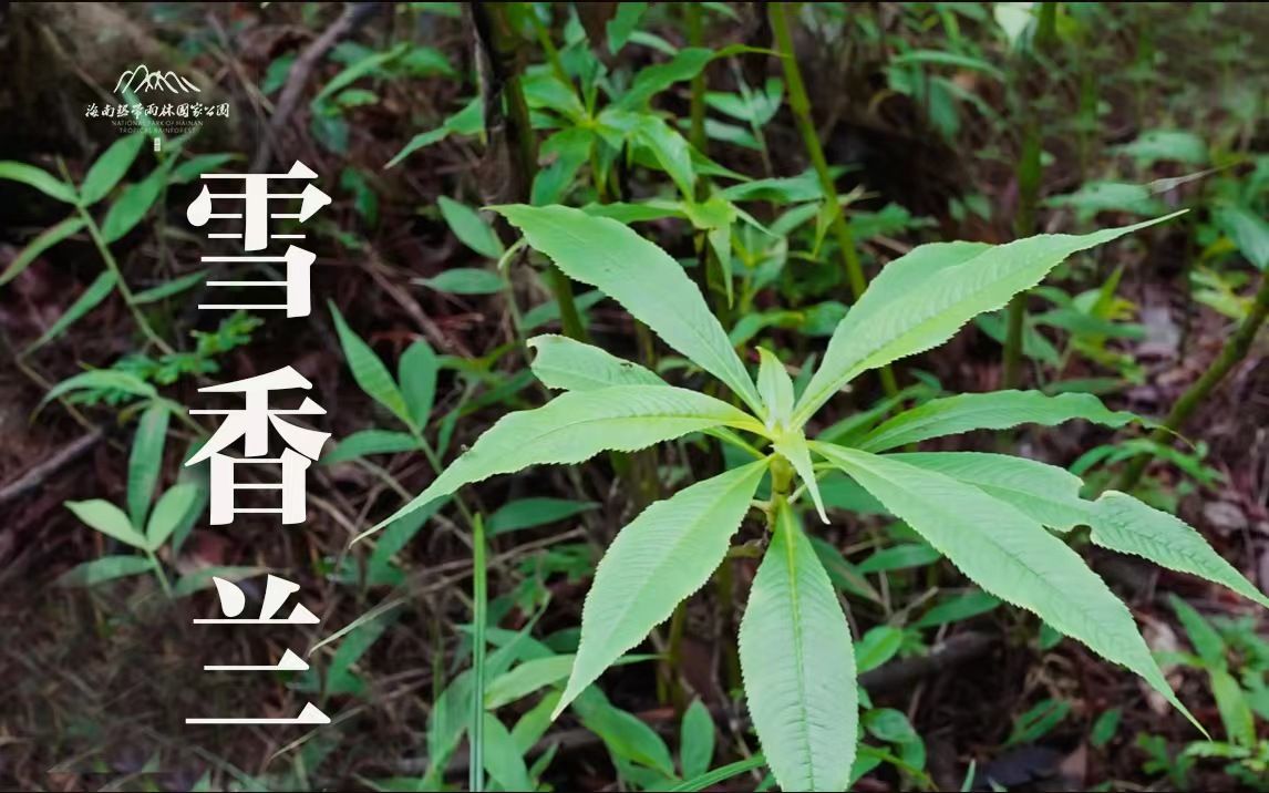 植物篇:雪香兰 | 海南热带雨林国家公园科普视频系列哔哩哔哩bilibili