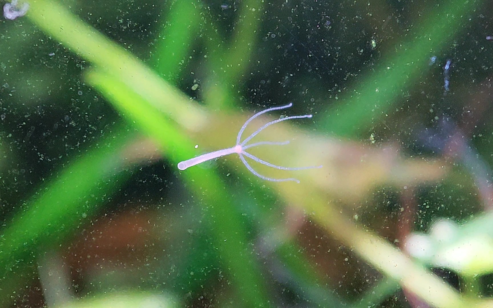 【我的小草缸】精灵～水螅_哔哩哔哩_bilibili