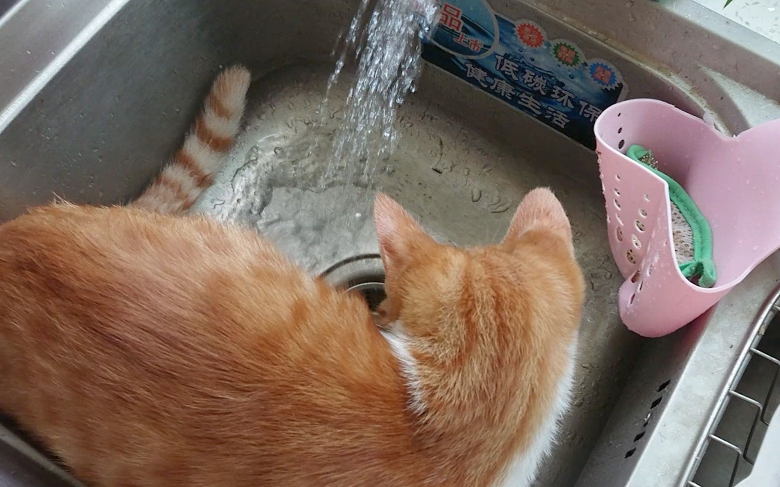 见过不但不怕水,还玩水的猫嘛?