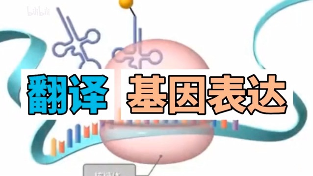 基因表达翻译过程哔哩哔哩bilibili