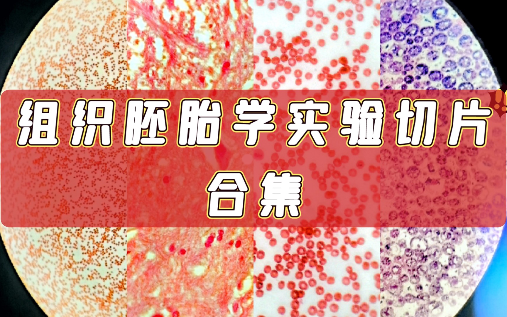 【医学】组胚实验切片(合集)哔哩哔哩bilibili