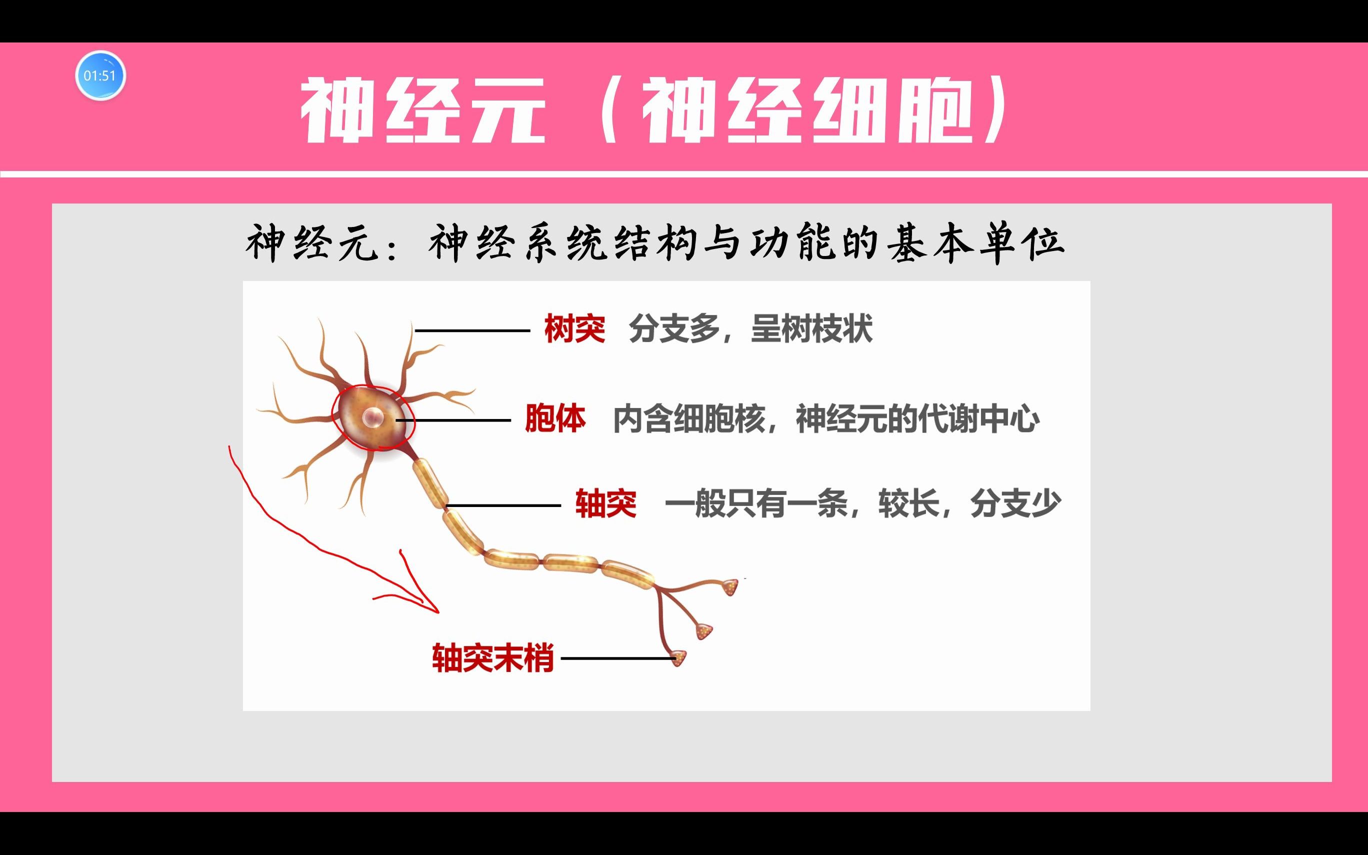 [图]第12章知识梳理微课《人体的自我调节》