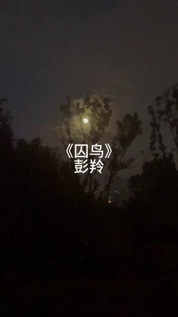 这是什么鸟,是囚鸟