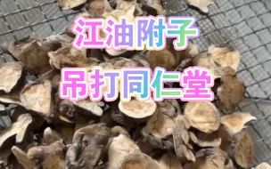 Download Video: 江油沙烫炮附子正宗货色，这品质吊打同仁堂的，同仁堂再努力十年也追不上。