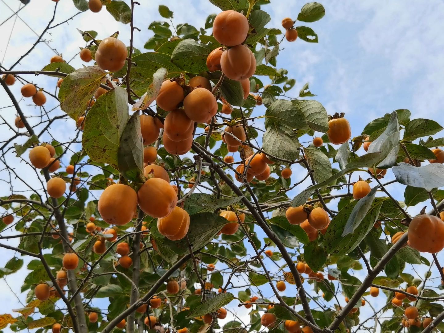 植物科普——柿,古代的吉祥果哔哩哔哩bilibili