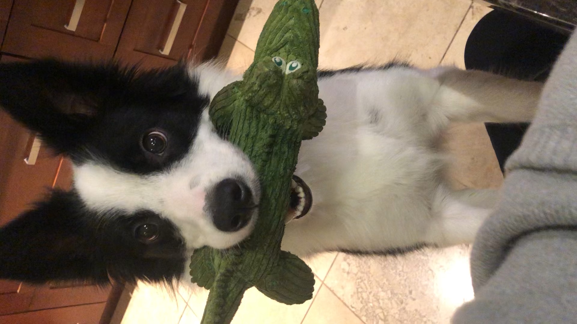 成精的边牧-七哥日常想要求玩