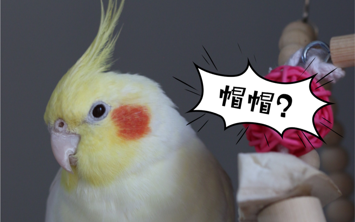 「玄凤鹦鹉」尝试给家里的腮红戴帽子,能成功吗?