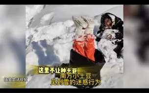 Download Video: 南方小土豆见到雪的迷惑行为，真的太搞笑了，永远不要低估南方小土豆对雪的执念。