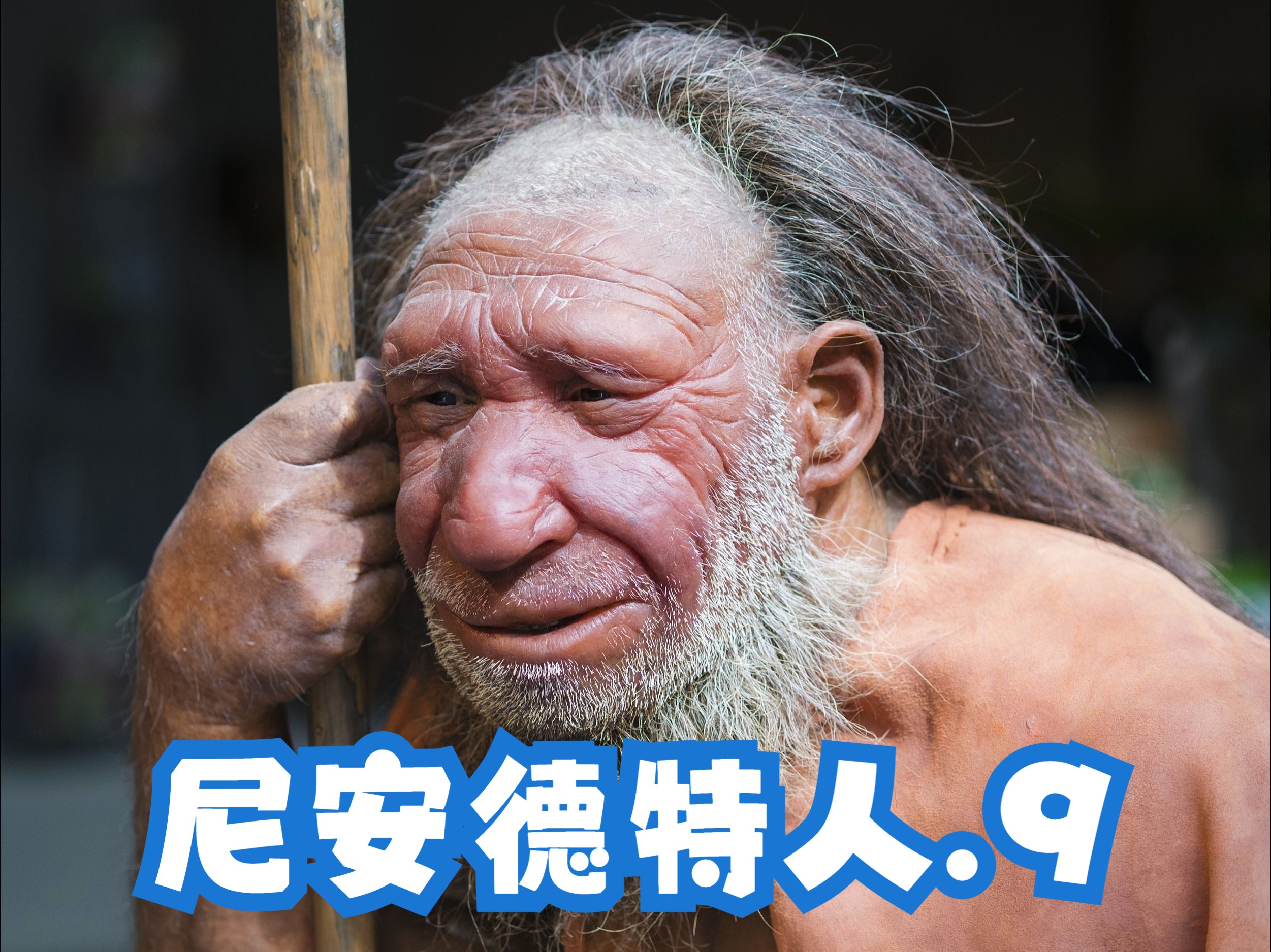 尼安德特人,类似婚姻制度的行为[9],规则教学,neanderthal