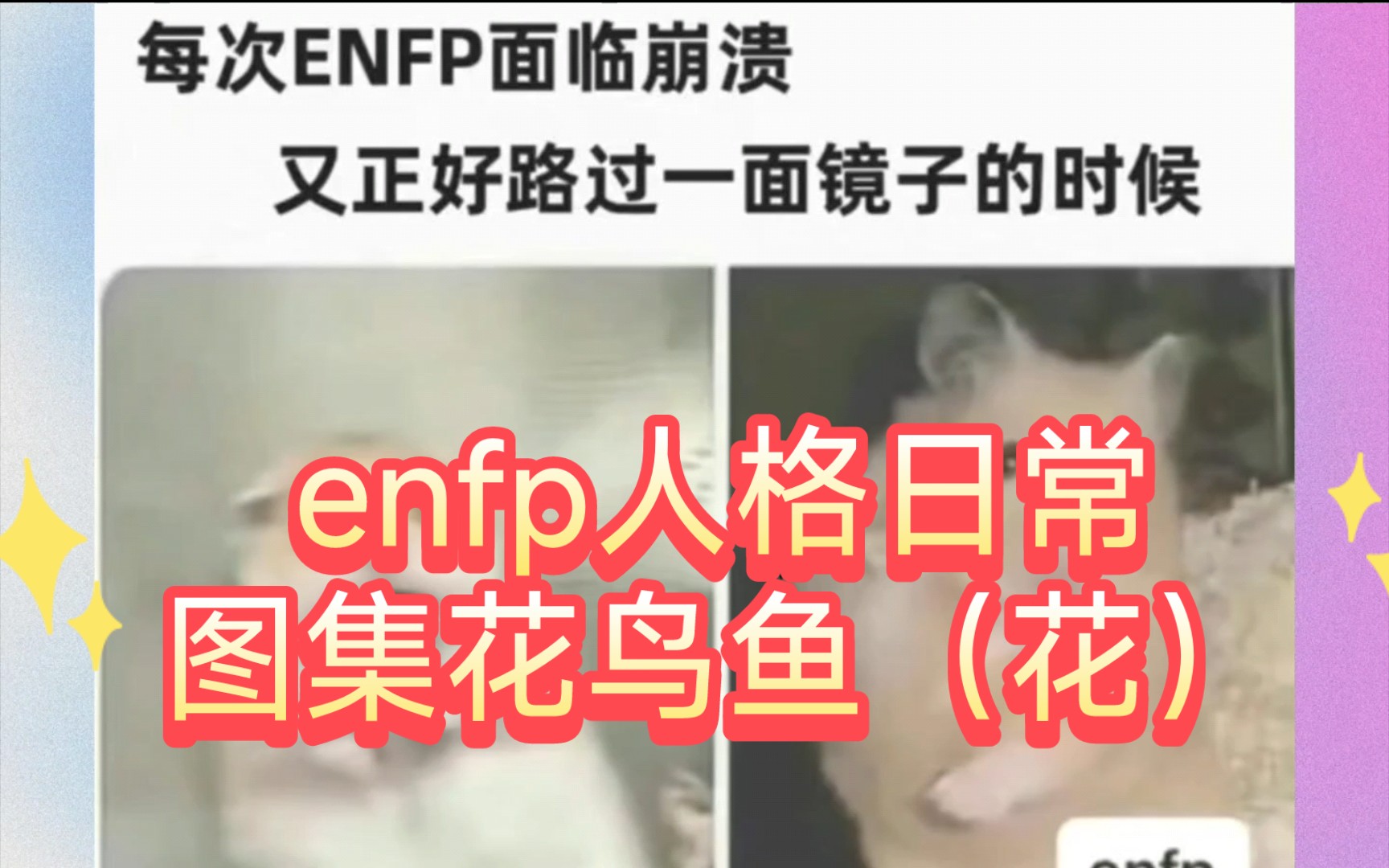 16型人格之enfp型人格的日常状态花鸟鱼之(花)哔哩哔哩bilibili