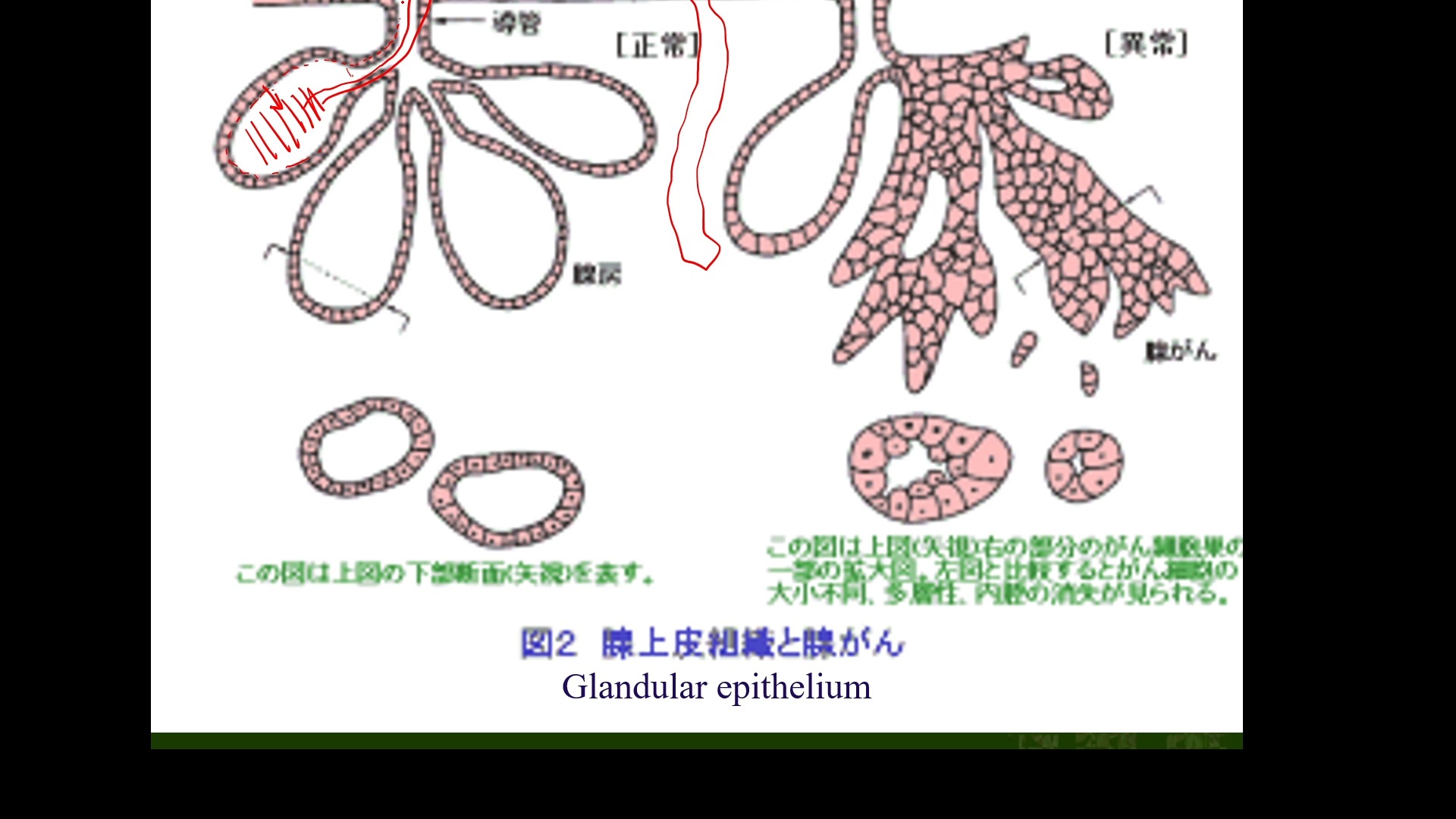 上皮细胞连接图片