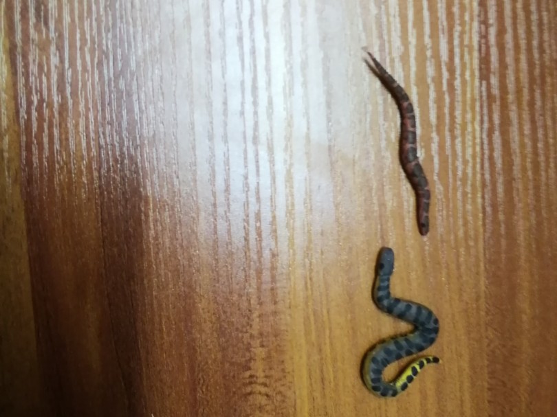 小蛇大战:小蟒蛇vs小森蚺